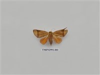 藏品(夜蛾478)的圖片